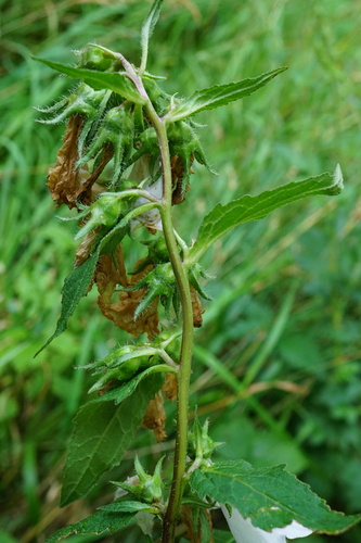Nettle-leaved Bellflower