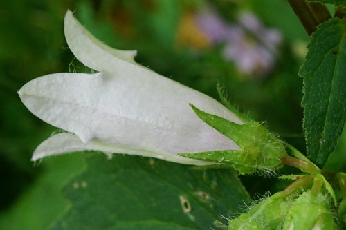 Nettle-leaved Bellflower