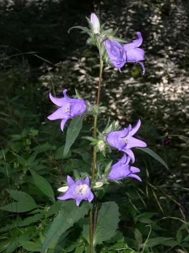 Nettle-leaved Bellflower
