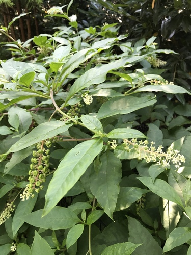 American pokeweed