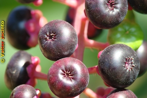American pokeweed