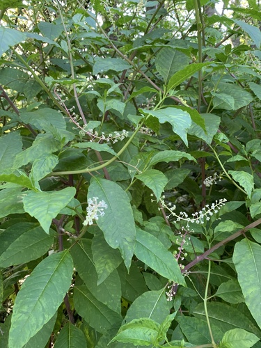 American pokeweed