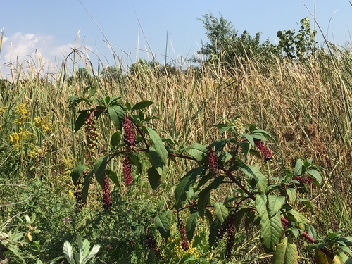 American pokeweed