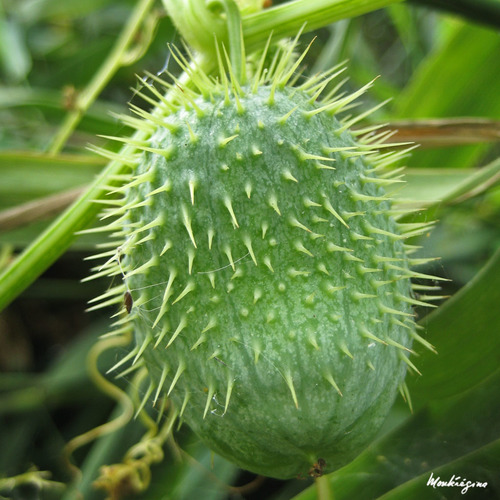 prickly cucumber