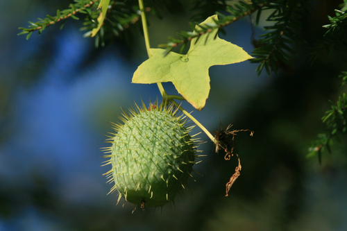 prickly cucumber