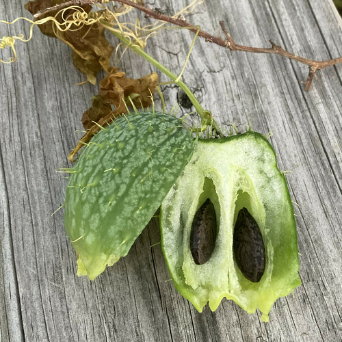 prickly cucumber
