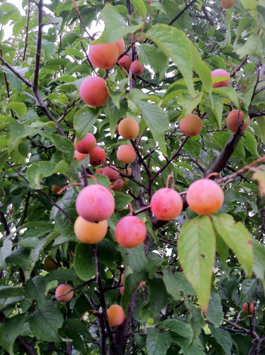American plum