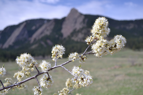 American plum