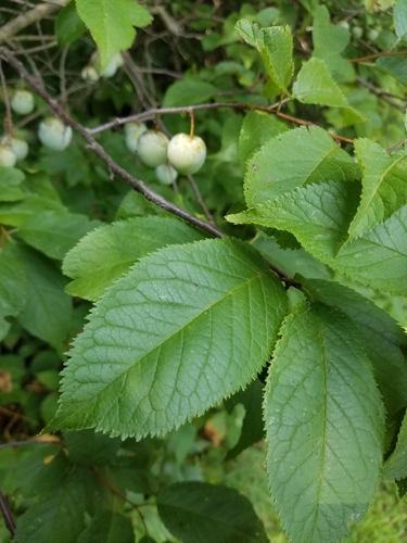American plum