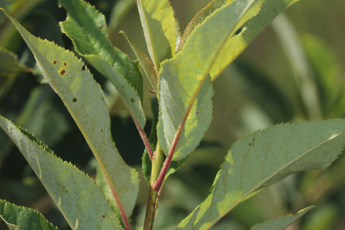 American plum