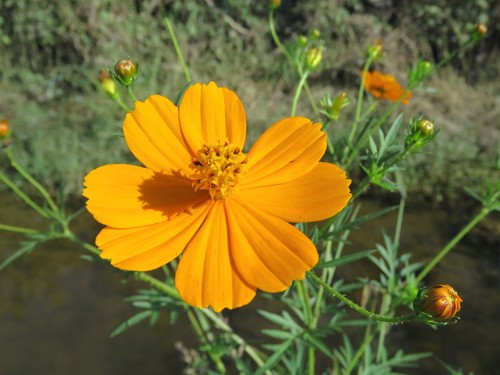 Yellow Cosmos