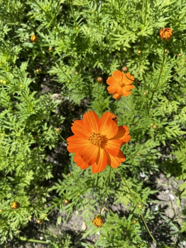 Yellow Cosmos