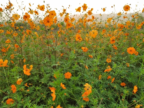 Yellow Cosmos