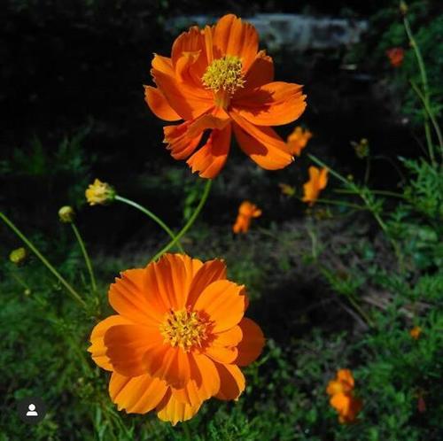 Yellow Cosmos