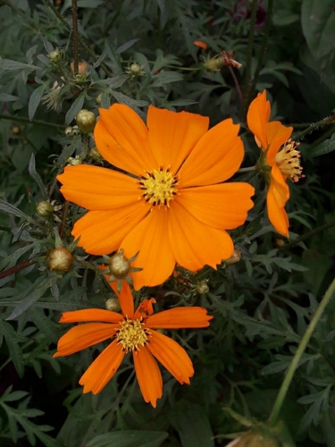 Yellow Cosmos