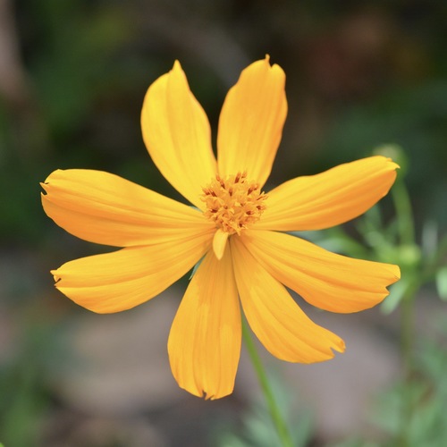 Yellow Cosmos