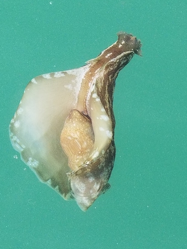 Aplysia