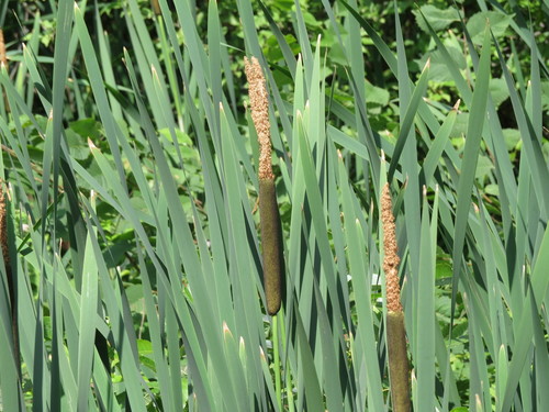 broadleaf cattail