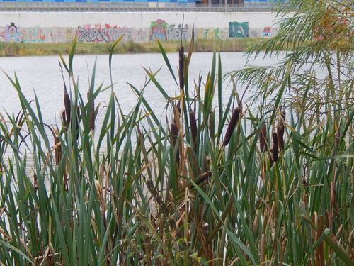 broadleaf cattail