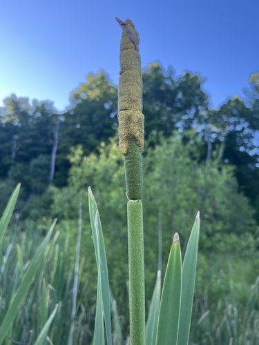 broadleaf cattail