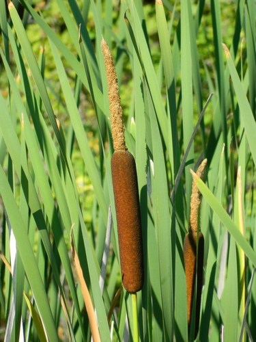 broadleaf cattail
