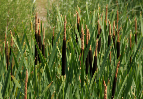 broadleaf cattail