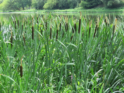 broadleaf cattail
