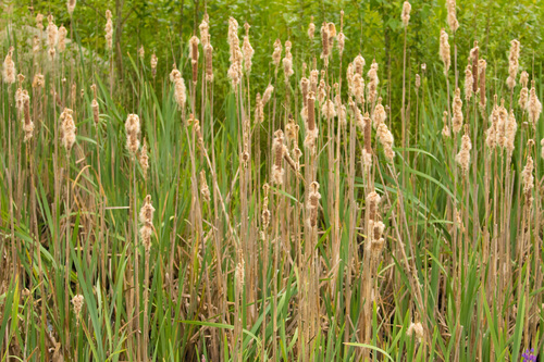 broadleaf cattail
