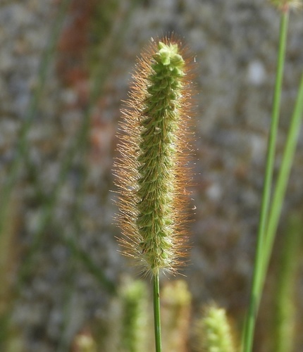 yellow foxtail