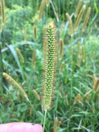 yellow foxtail