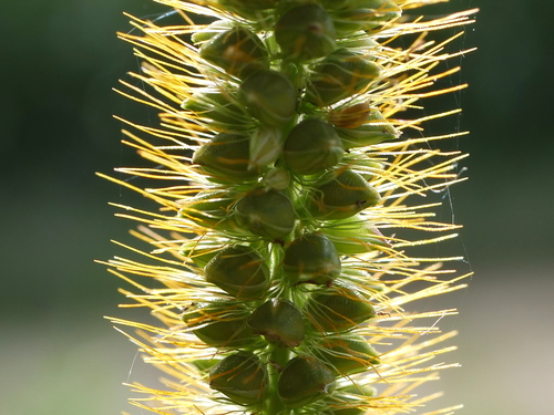 yellow foxtail