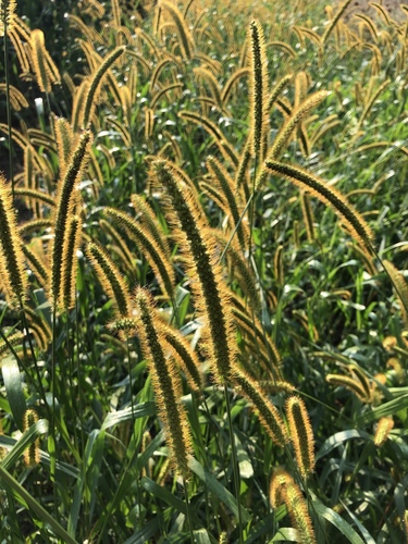 yellow foxtail