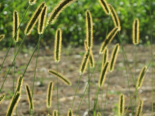 yellow foxtail