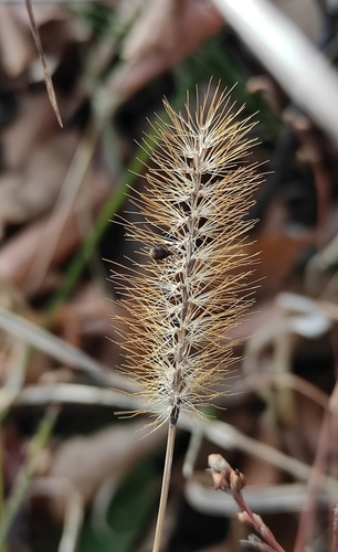 yellow foxtail