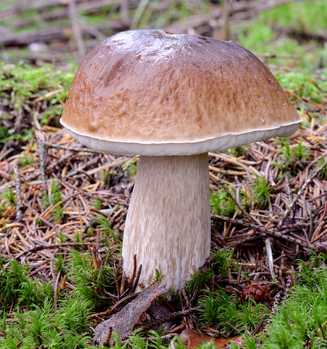 King Bolete