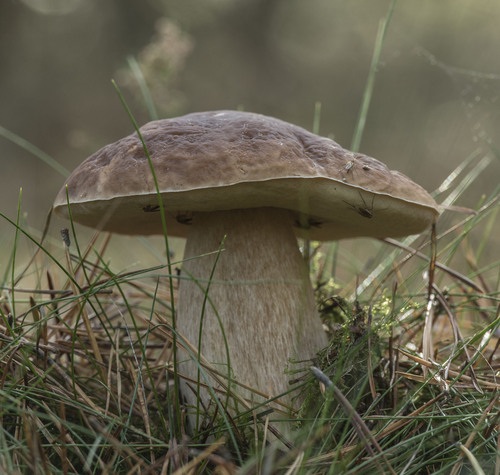 King Bolete