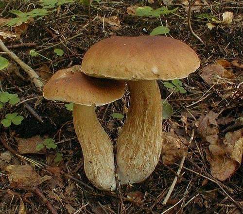 King Bolete