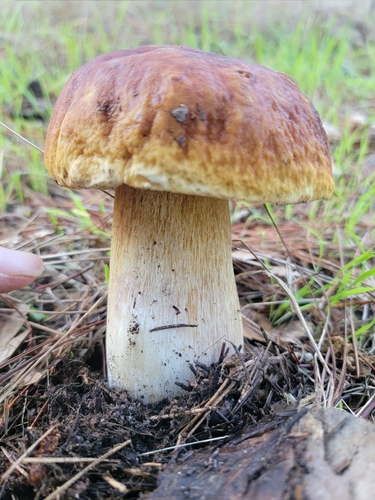 King Bolete