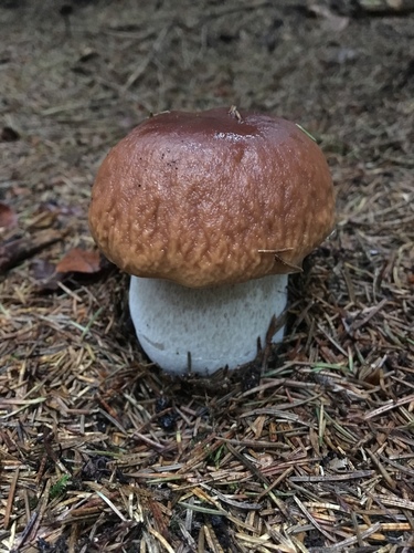 King Bolete