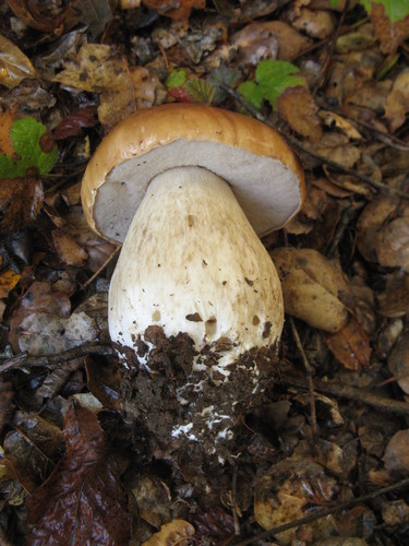 King Bolete