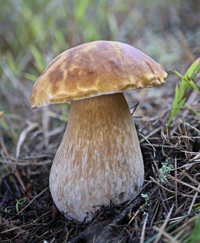 King Bolete