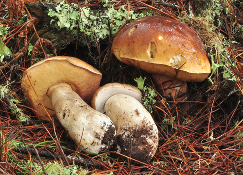 King Bolete