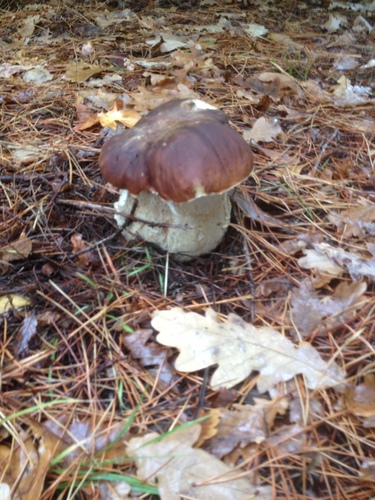 King Bolete