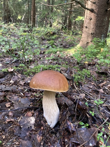 King Bolete