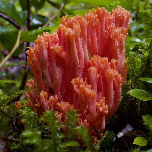 Coral Fungi