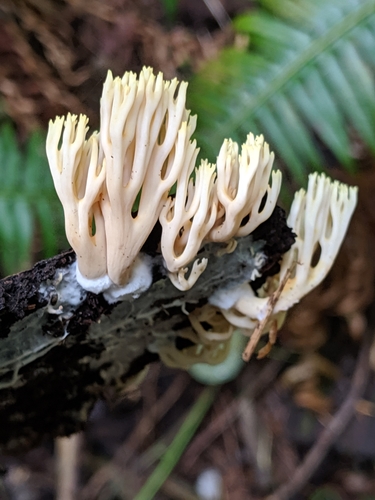Coral Fungi