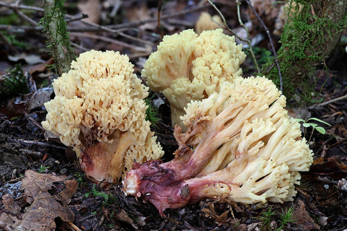 Coral Fungi