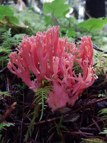 Coral Fungi