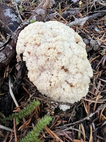 Coral Fungi