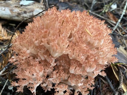 Coral Fungi